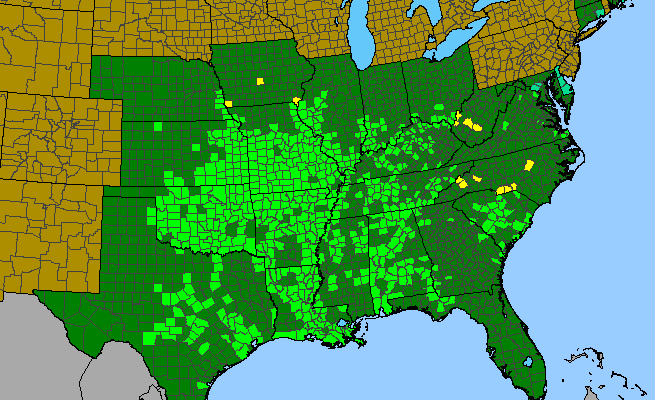The range of Ampelopsis cordata